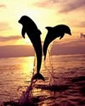 pic for Dolphin Sunset